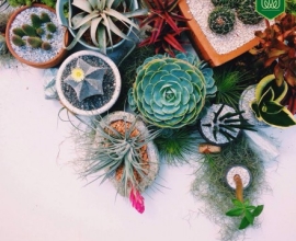 Plants and Greeneries